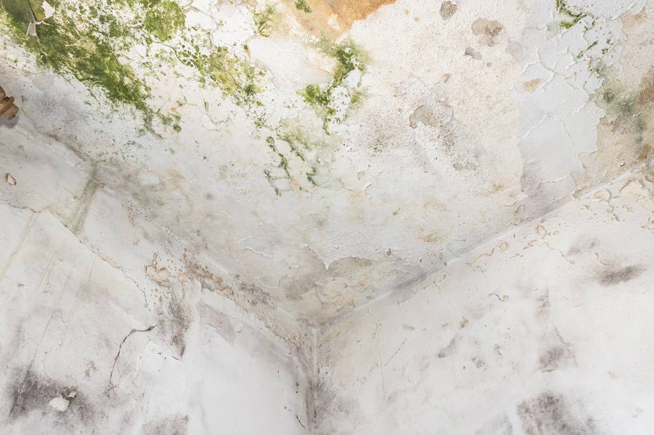 ceiling with mold 2021 12 15 21 05 16 utc 1 - Decon Solutions Australia Services